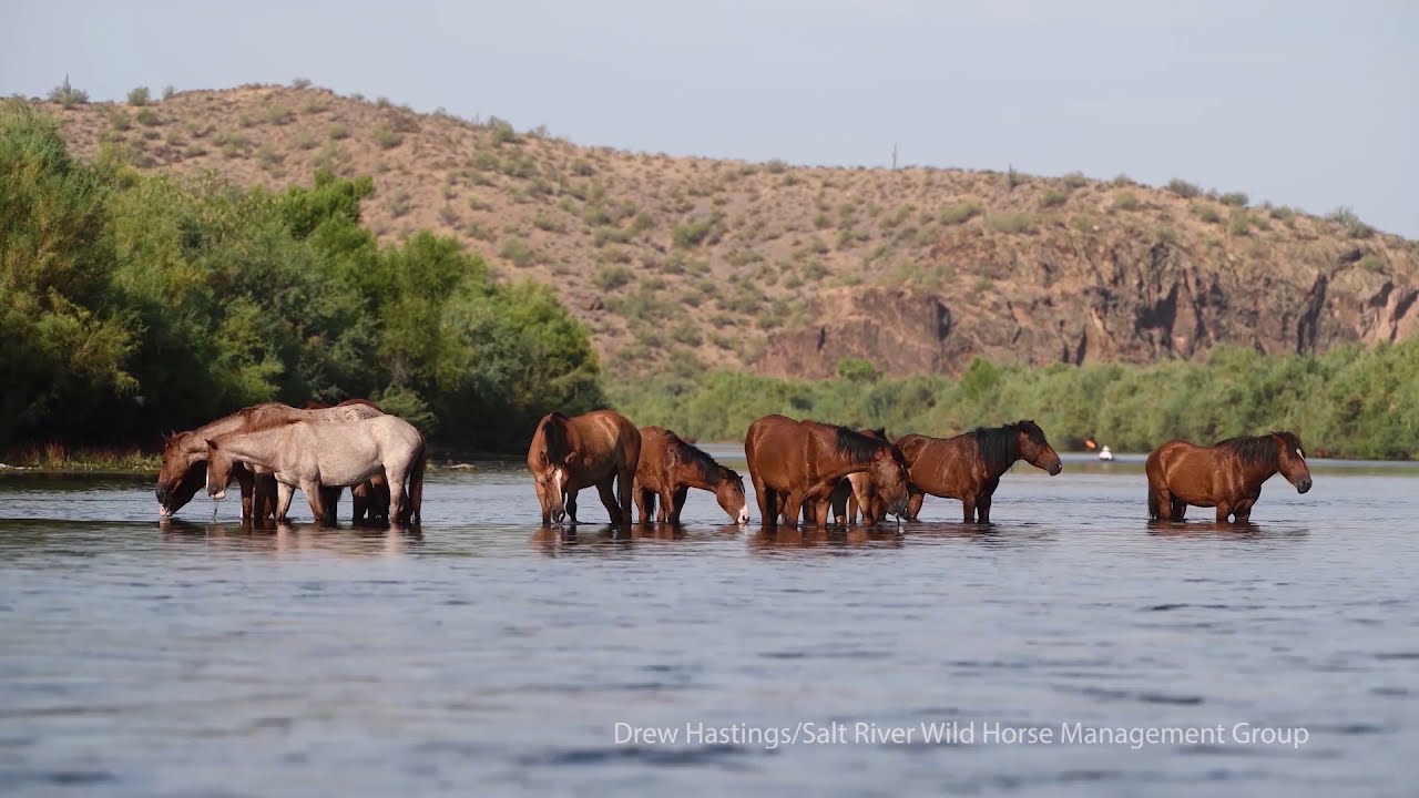 Arizona Horses